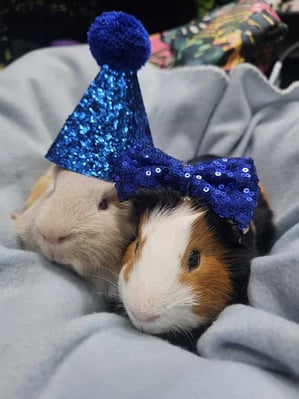 Guinea pigs relaxing in a boarding enclosure at Bree & Co, Melbourne