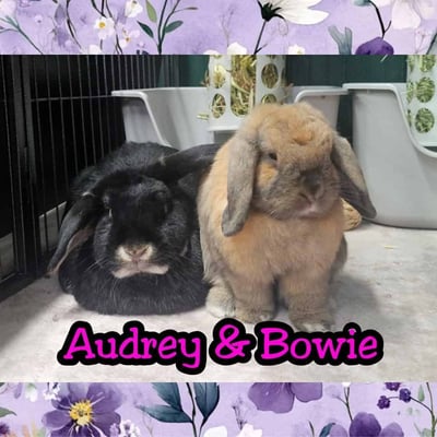 Rabbit boarding at Bree & Co – spacious, safe enclosures in Melbourne