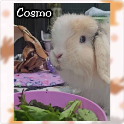 Rabbit enjoying their stay at Bree & Co small animal boarding, Melbourne
