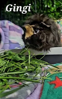 Guinea pigs relaxing in a boarding enclosure at Bree & Co, Melbourne