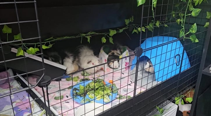 guinea-pig-boarding-enclosure-bree-co.jpg