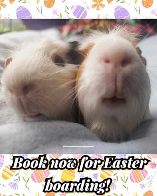 Guinea pig boarding at Bree & Co – spacious, cosy enclosures in Melbourne