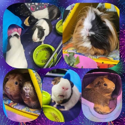 Guinea pig boarding at Bree & Co – spacious, cosy enclosures in Melbourne