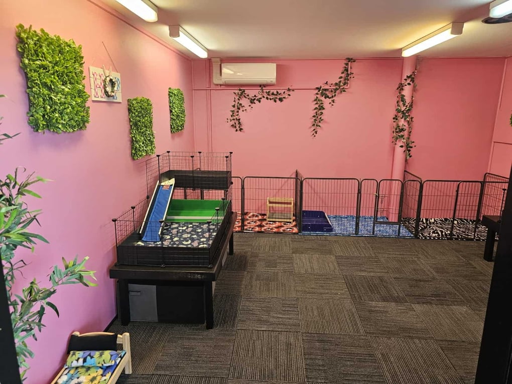 BREE & CO STORE GRAND OPENING – Bree & Co | Rabbit & Guinea Pig ...