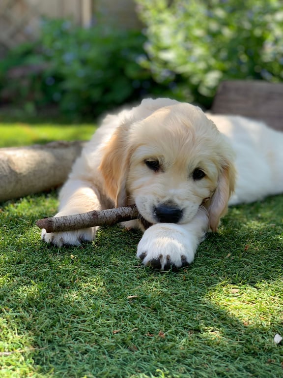 Golden Retrievers van Nanahoeve