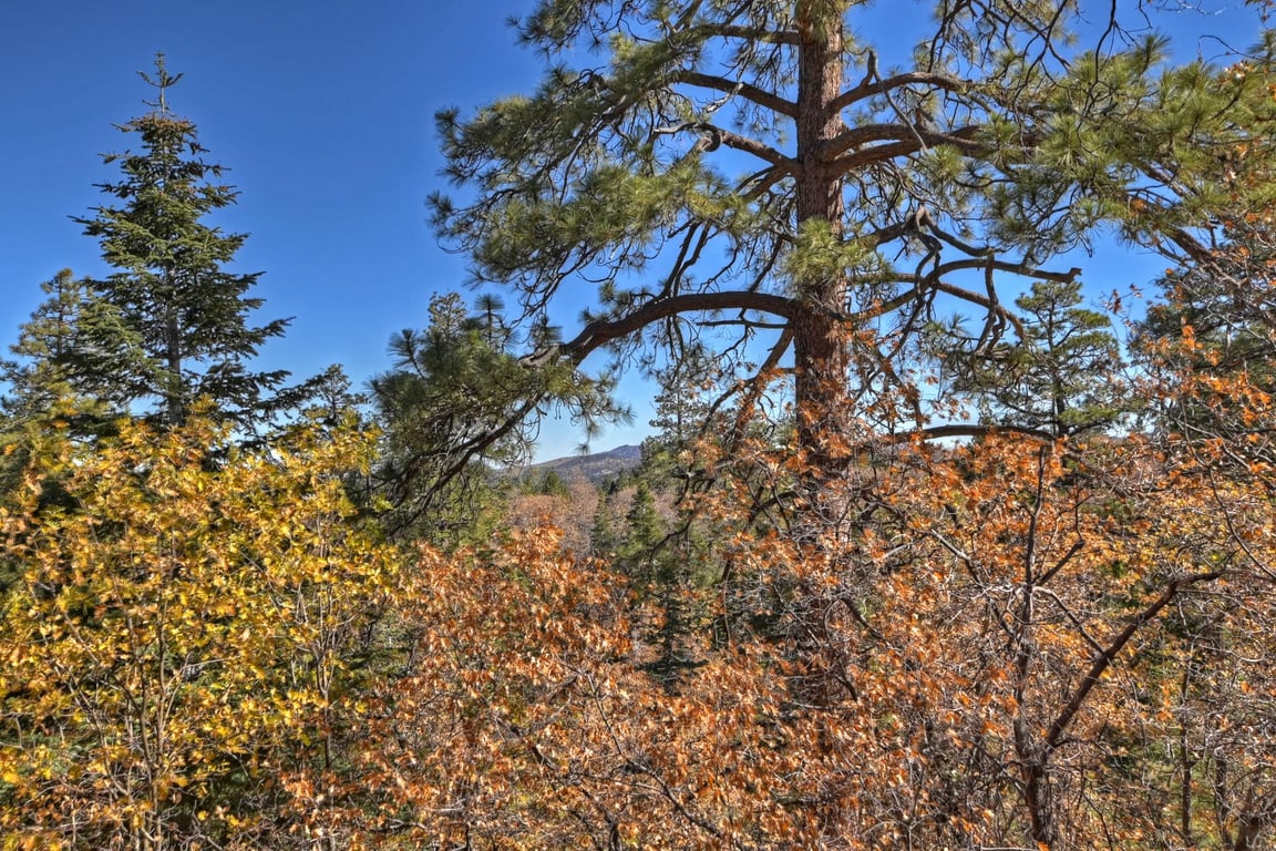 Cabin Image 32