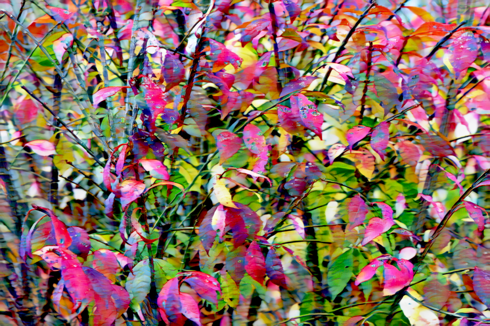 TLA_5391c