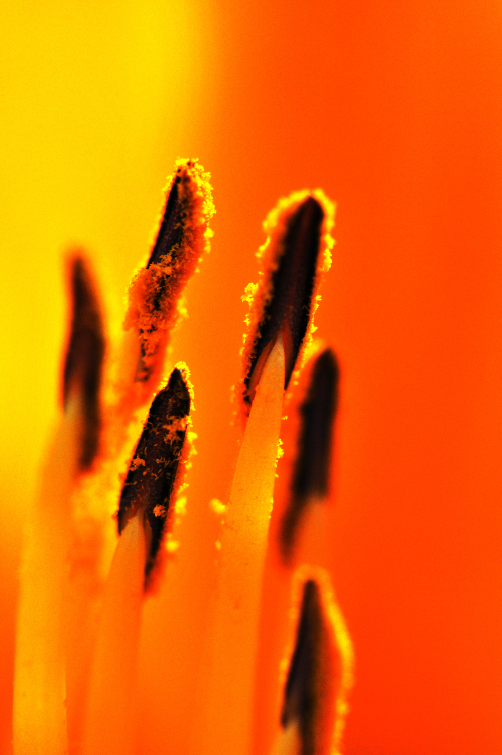 Daylily38_8810a
