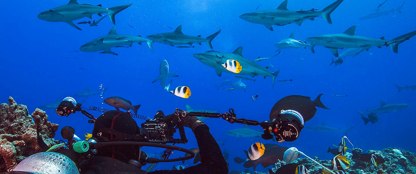 Liveaboard diving in Australia