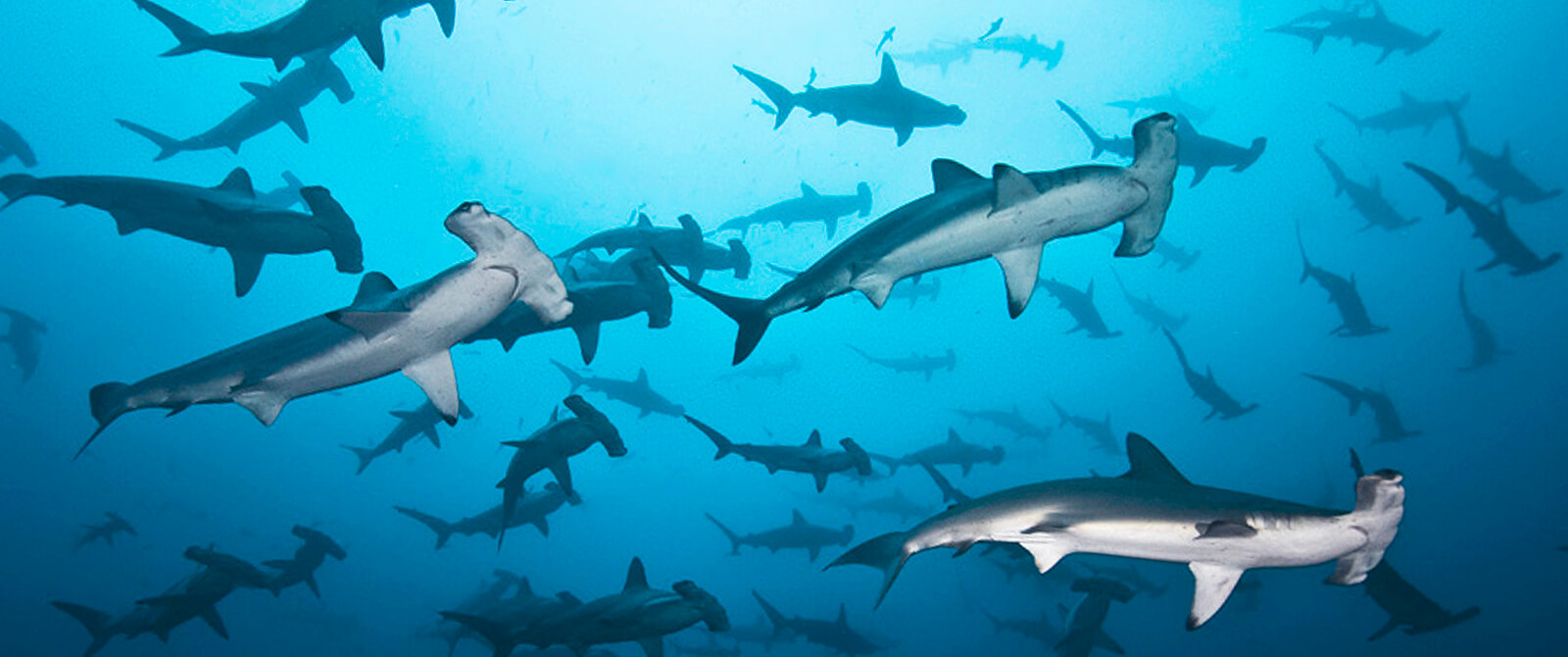 Liveaboard scuba diving in Galapagos