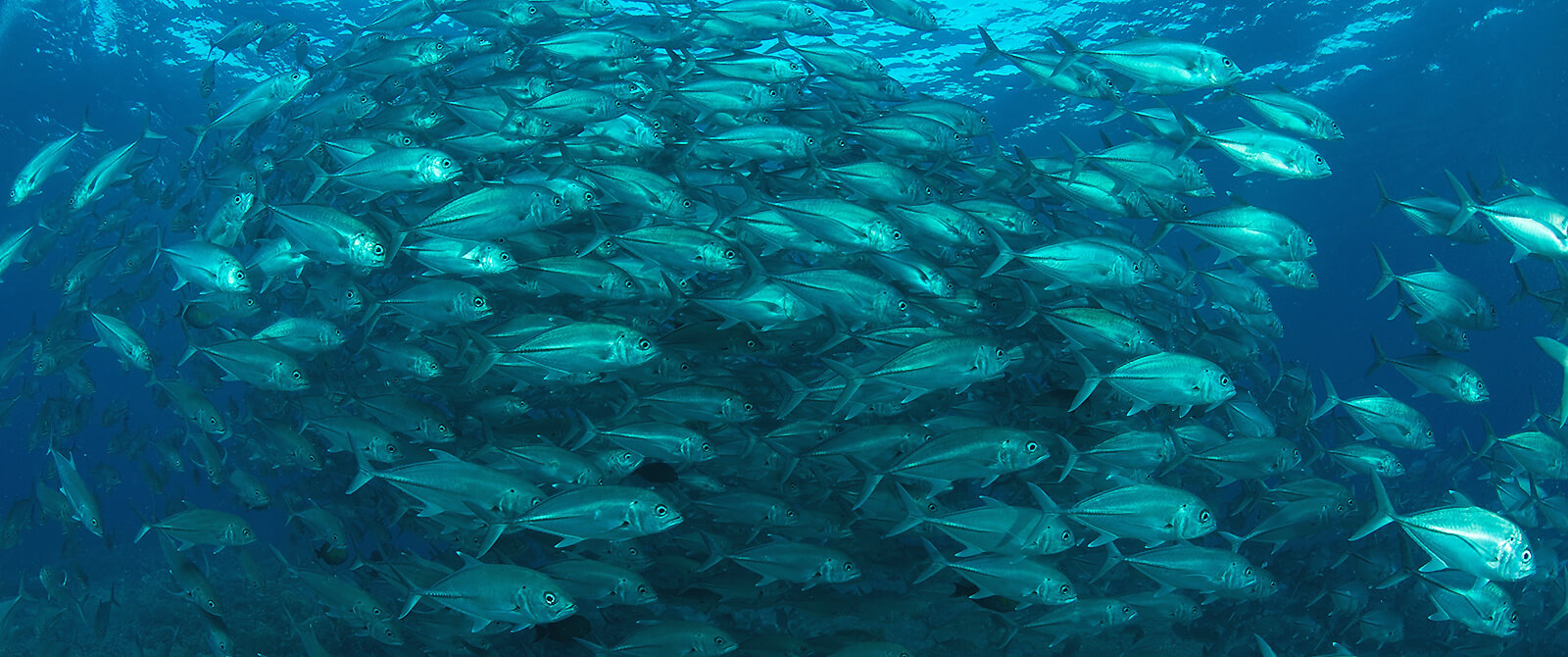 Liveaboard scuba diving vacations in Philippines