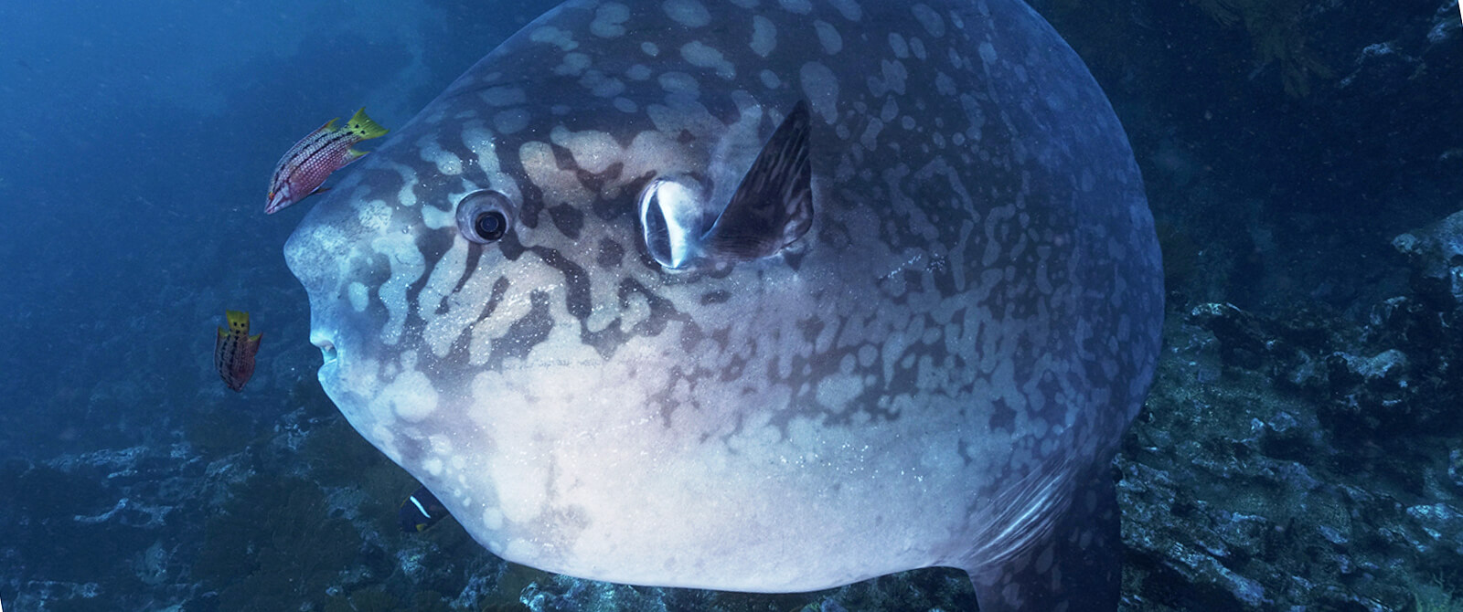 Galapagos Master Liveaboard mola mola