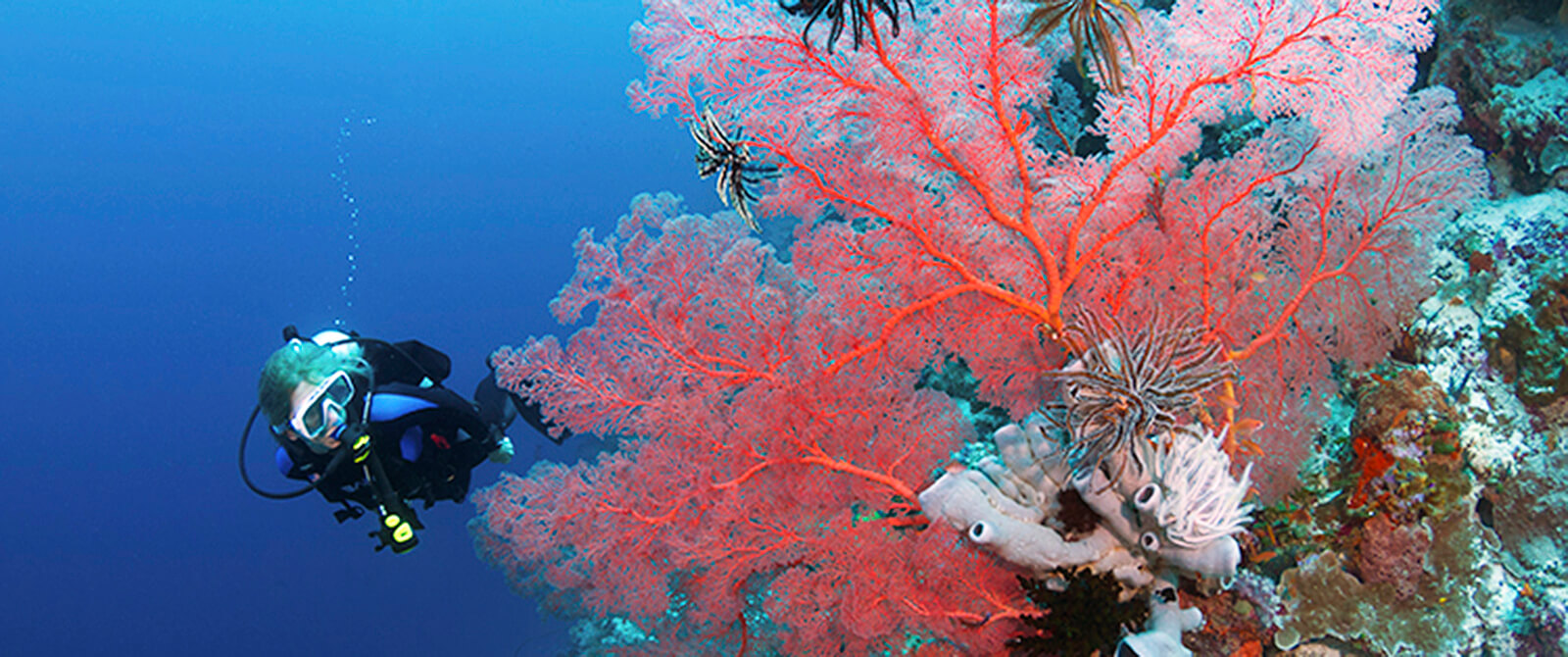 Liveaboard scuba diving vacations in Indonesia