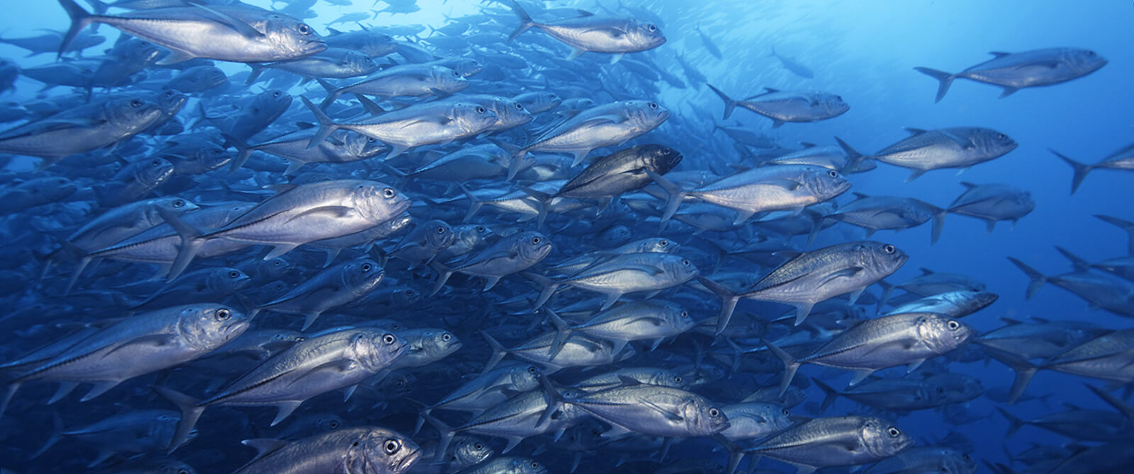 Galapagos Master Liveaboard schooling jacks