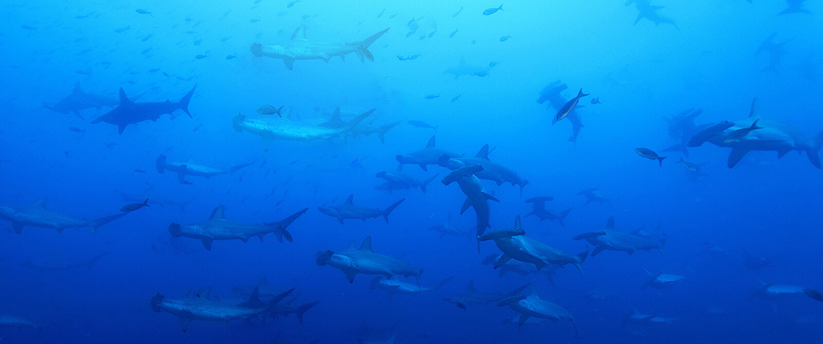 Galapagos Master Liveaboard hammerheads