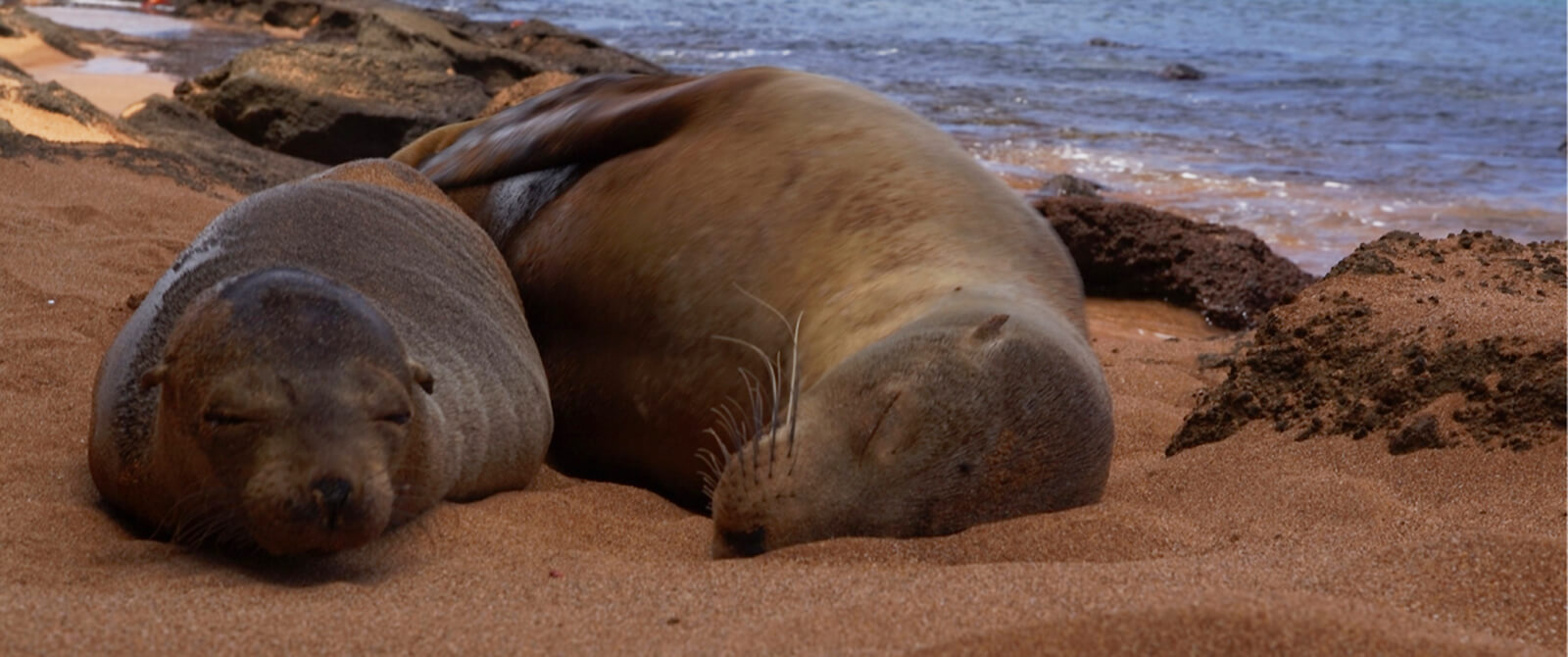 Galapagos Master Liveaboard sea lions