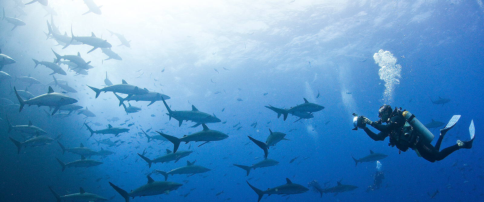 Liveaboard scuba diving vacations in Mexico