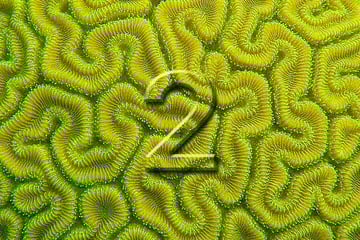 Select Your Liveaboard