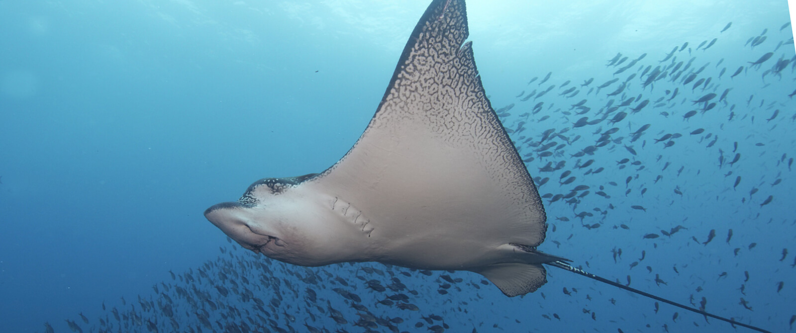 Galapagos Master Liveaboard eagle ray