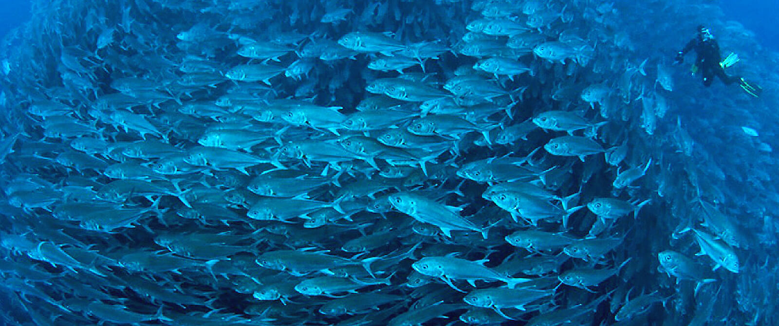 Liveaboard diving in Australia