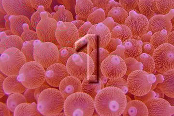 Select Your Liveaboard Destination