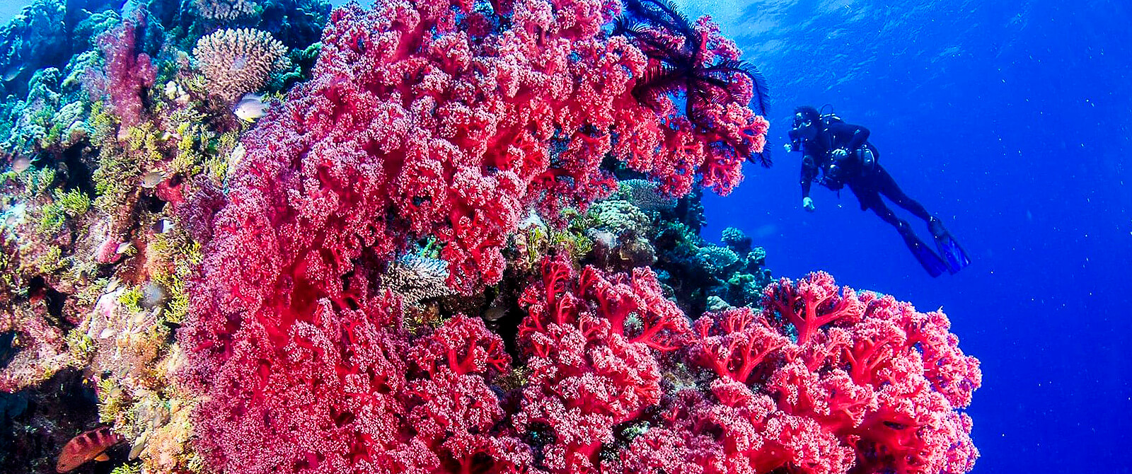 liveaboard scuba diving in Fiji