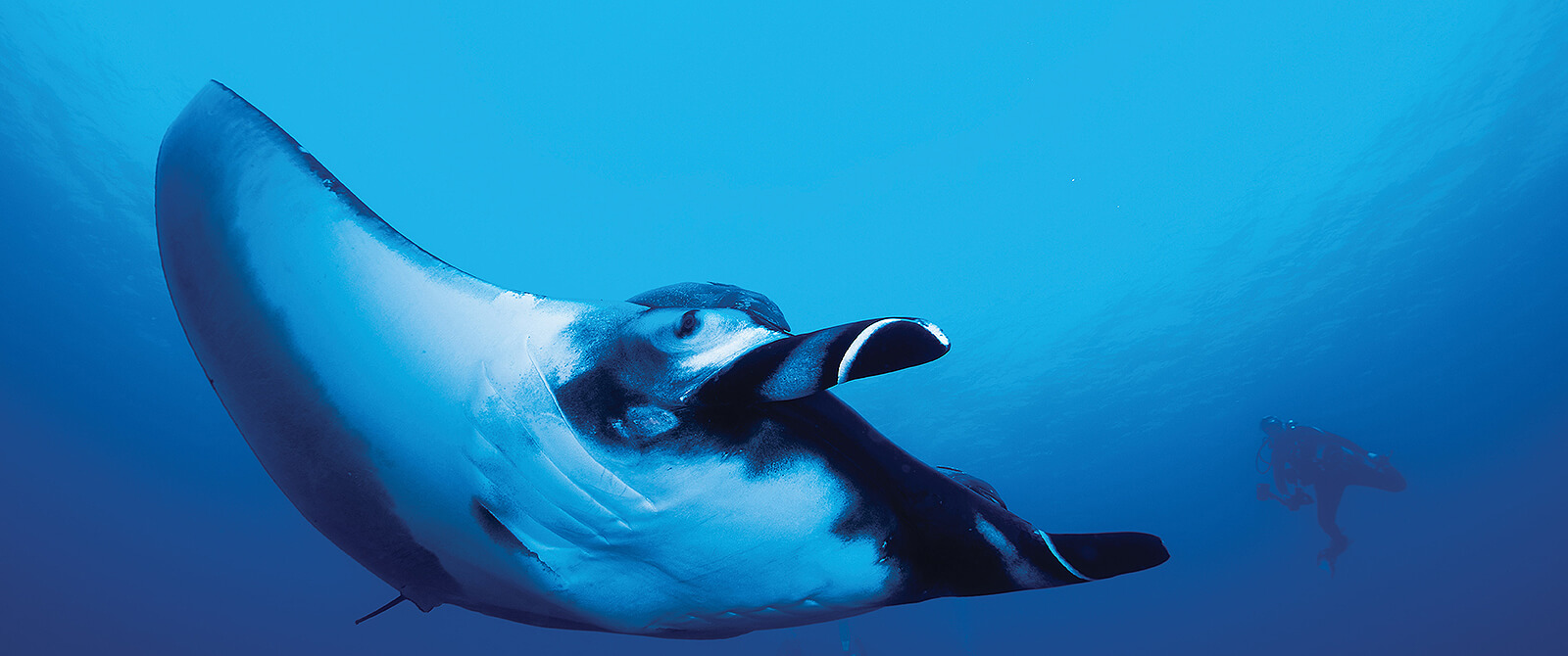 Liveaboard diving in Maldives