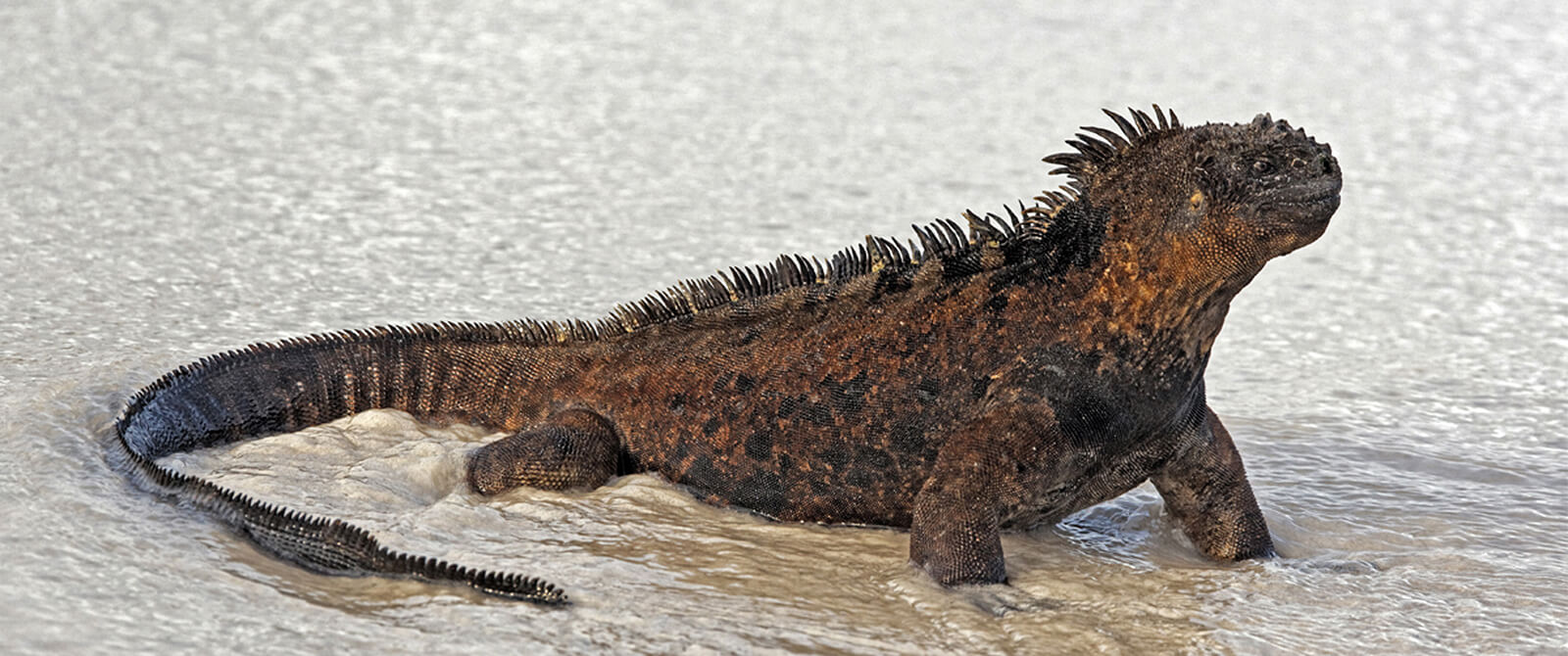 Galapagos Master Liveaboard iguana