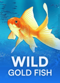 Wild Gold Fish
