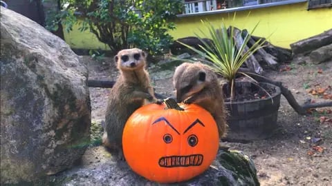 London For Toddlers: Battersea Park Children’s BOO!