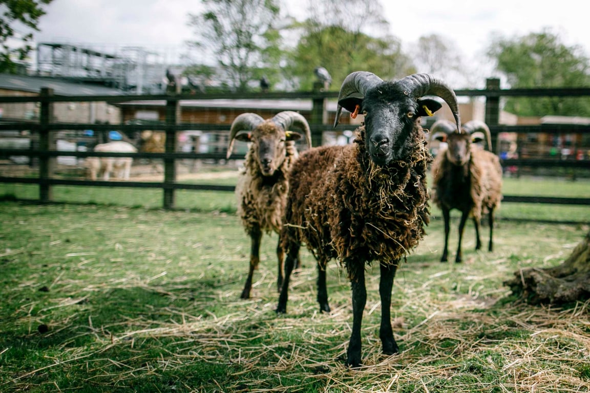 London For Toddlers: Stepney City Farm