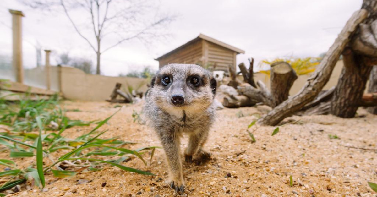 London For Toddlers: Cassiobury Farm Open Day & Lemur Awareness Day