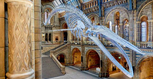 London For Toddlers: Natural History Museum