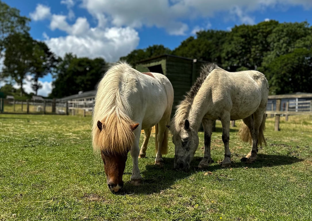 London For Toddlers: Belmont Farm