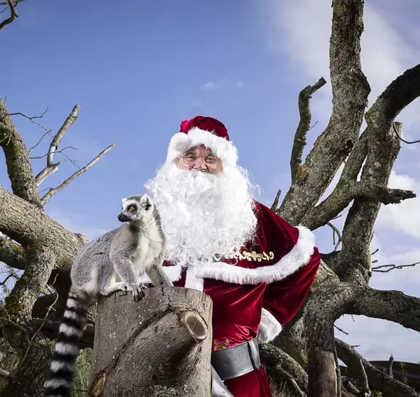 London For Toddlers: Christmas at Whipsnade Zoo 2025