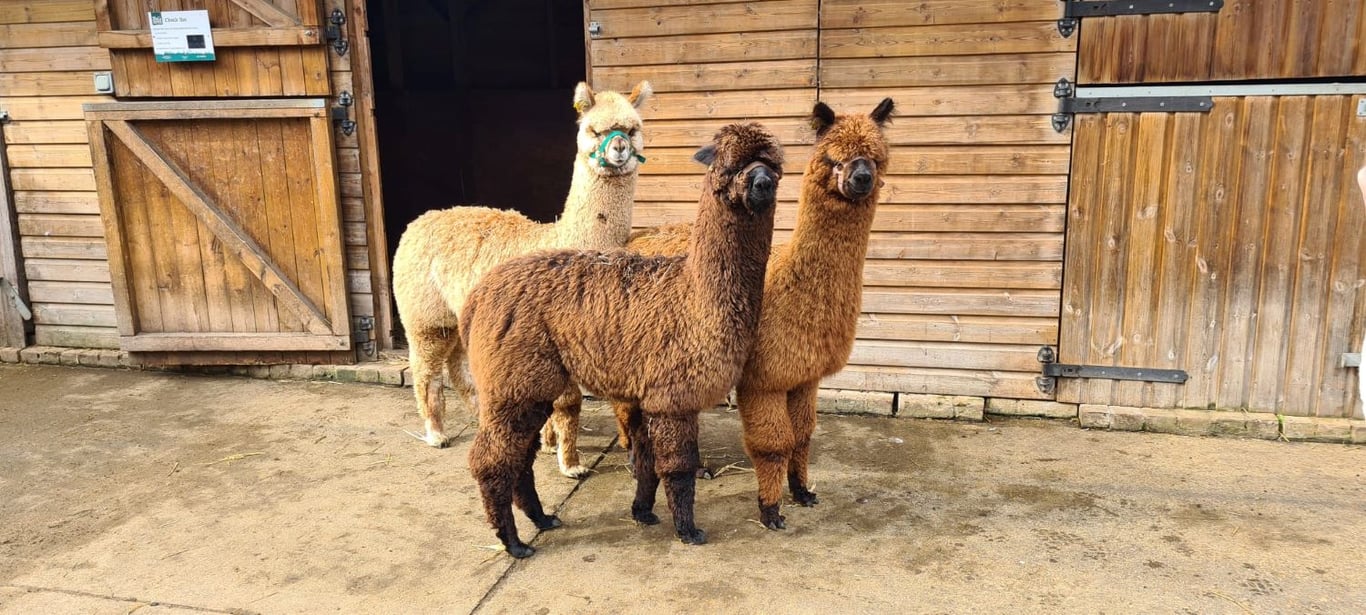 London For Toddlers: Vauxhall City Farm