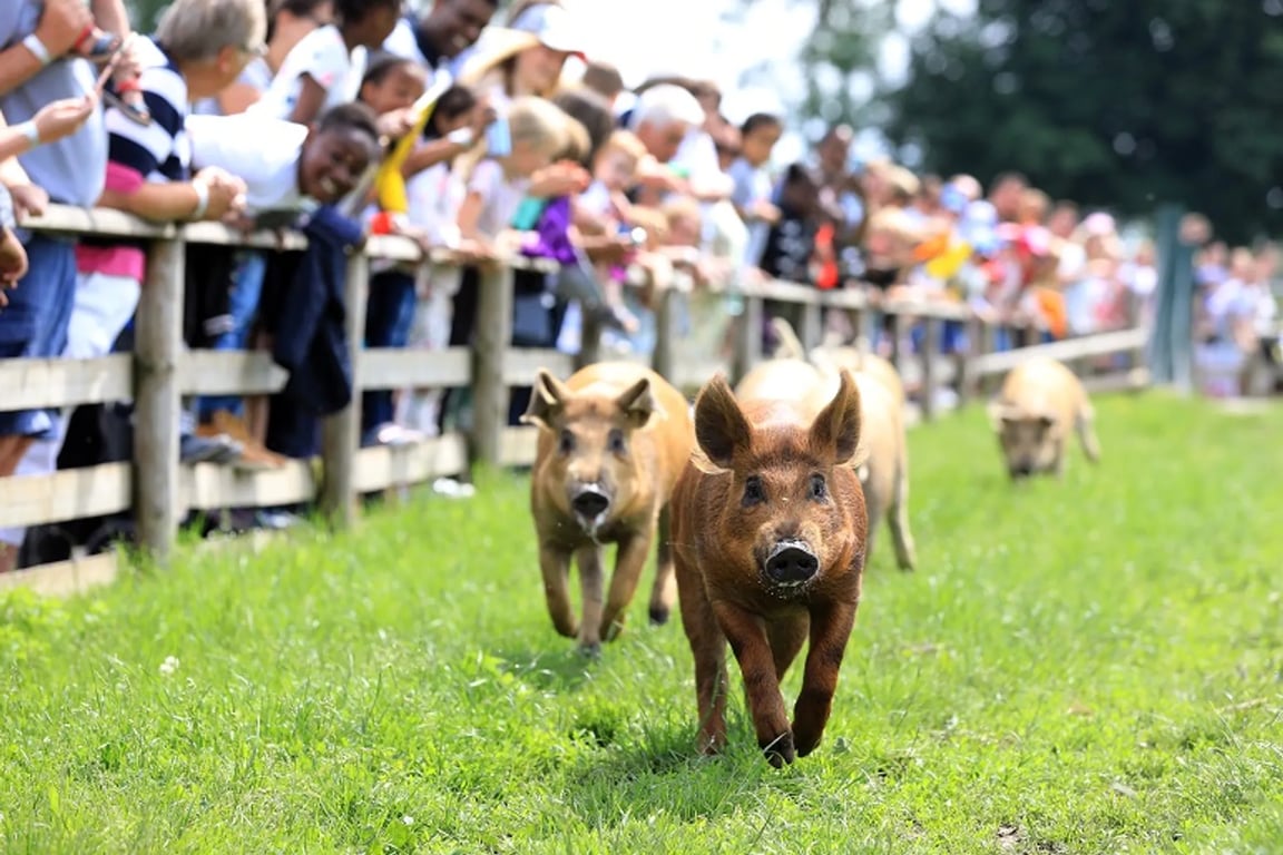 London For Toddlers: A SUMMER OF FUN ON THE FARM