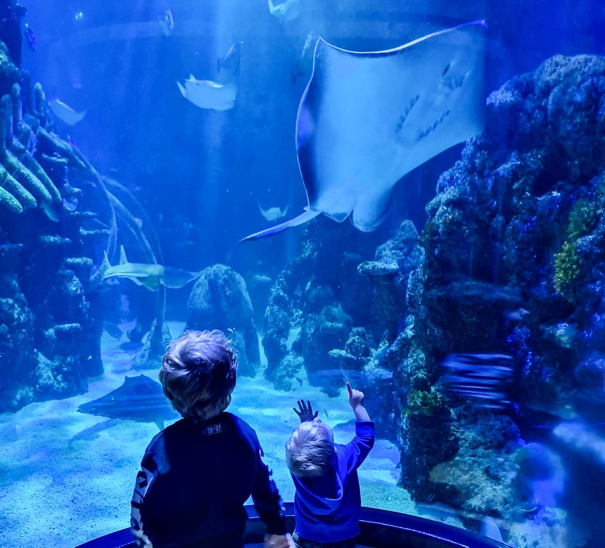 London For Toddlers: Sea Life London Aquarium