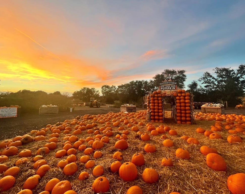 London For Toddlers: Pumpkin Picking