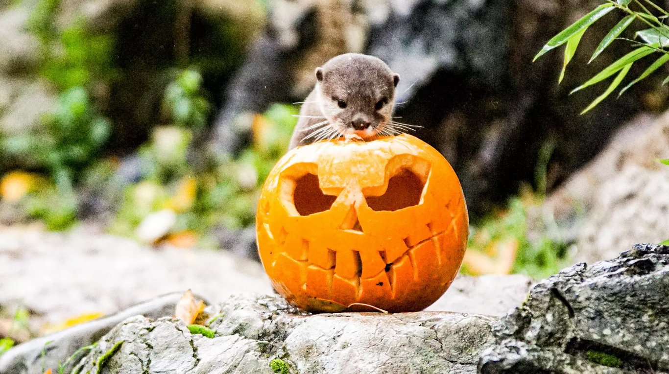 London For Toddlers: Halloween Family Fun at London Zoo