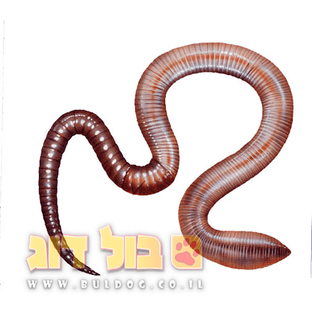 מדריך זהירות טפילים תולעי מעיים