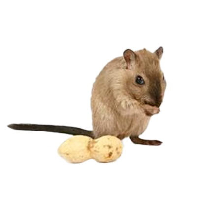 מוצרים לאוגר