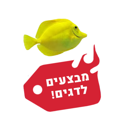 מבצעים לדגים