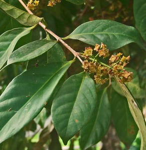 Bay Leaf