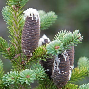 Balsam Fir