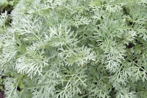 Artemisia
