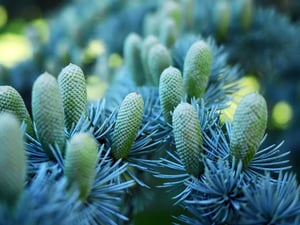 Atlas Cedar