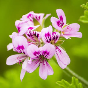 Bourbon Geranium
