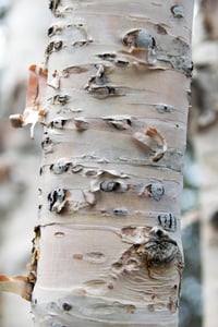 Birch