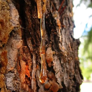 Amberwood